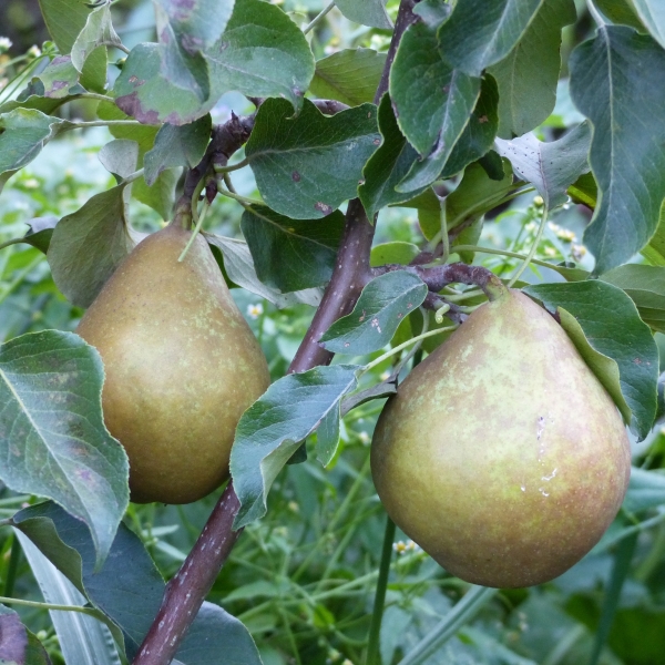 Pyrus 'Gieser Wildeman'